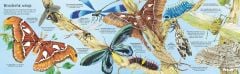 Big Book of Bugs