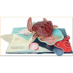 Shells: A Summer Pop-Up Book
