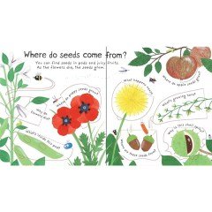 Lift-the-Flap First Questions and Answers How do flowers grow ?
