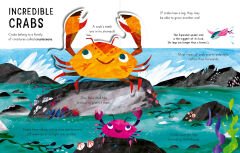 Curious Kids: Sea and Shore