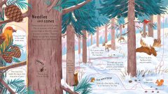 Look Inside the Woods